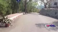 Reproduzir Siamês é fodido no gatinho-gato