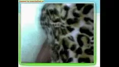 Abspielen Msn Paranuss 5