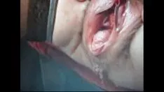 تشغيل هضم القطة الصغيرة من الجدة عقدة
