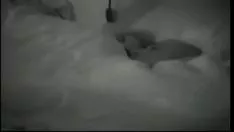 Play Big brother the netherlands - luc & nadia
